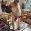 ROCCO (Martina)