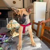 ROCCO (Martina)