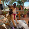 ROCCO (Martina)