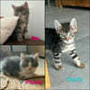 SIA, PLUME et CHARLY