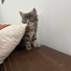 SIA, PLUME et CHARLY