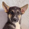 BRAM (Martina)