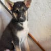 BRAM (Martina)