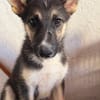 BRAM (Martina)