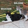 BOUCHON et BALZANE