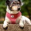 JACKY EMMA: Traumhündin sucht Traumzuhause