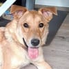 Dömper sucht ein Zuhause