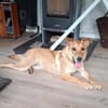 Dömper sucht ein Zuhause