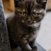 Katzenkind Thor