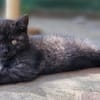 Katzenkind Thor