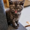 Katzenkind Thor
