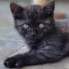 Katzenkind Thor