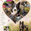 Folto ❤ kleine Kämpferin sucht Für-Immer-Zuhause