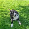 Folto ❤ kleine Kämpferin sucht Für-Immer-Zuhause