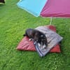 Folto ❤ kleine Kämpferin sucht Für-Immer-Zuhause