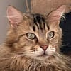 LUIS, sucht ein ruhiges Zuhause
