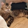 LUIS, sucht ein ruhiges Zuhause