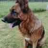 Ari - Deutscher Schäferhund