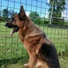 Ari - Deutscher Schäferhund