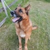Ari - Deutscher Schäferhund