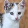 Katzenkind Zuri