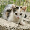 Katzenkind Zuri