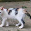 Katzenkind Zuri