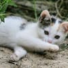 Katzenkind Zuri