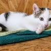 Katzenkind Zuri