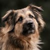 SLY sucht Menschen mit Hundeverstand