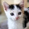 Katzenkind Zoey