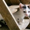 Katzenkind Zoey