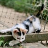 Katzenkind Zoey