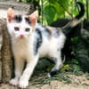 Katzenkind Zoey