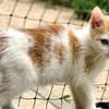 Katzenkind Zack