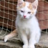 Katzenkind Zack
