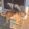 Ricki / Pici sucht Paten