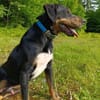 Kolt - Jagdterrier Mix