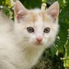 Katzenkind Zimti