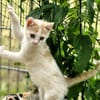 Katzenkind Zimti