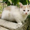 Katzenkind Zimti