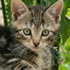Katzenkind Mücke