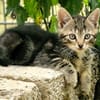 Katzenkind Mücke