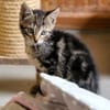 Katzenkind Mücke