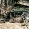 Katzenkind Mücke