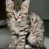 Katzenkind Zecke