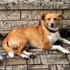 Herzenshund EMILIO 💙 sucht sein Für-immer-Zuhause
