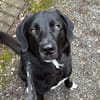 verschmuster und verspielter HUGO