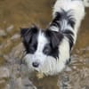 Hündin Patty  lustig, fröhlich, wasserbegeistert