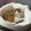 Neyla sucht ein liebevolles Zuhause